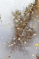 hojas de otoño amarillas y reflejo de árbol desnudo foto