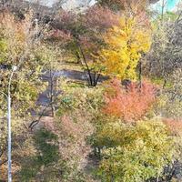 multicolored trees in public garden in autumn photo