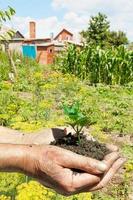 peasant handful of soil with green sprout photo