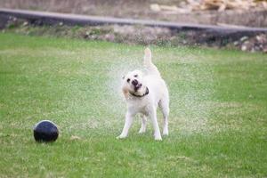 dog labrador shakes water off photo