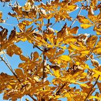 branch of horse chestnut tree with yellow leaves photo