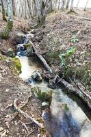 stream in mountain forest in spring photo