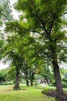 old trees in Vermanes Garden in Riga city photo