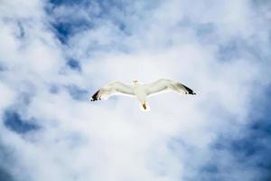 sea gull hovers in blue sky with white clouds photo