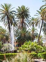 green palms in public garden Villa Bonanno photo