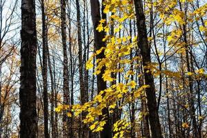 maple tree branch with yellow leaves in urban park photo