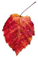 red autumn leaf of ash-leaved maple tree photo