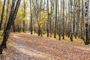path with fallen leaves in birch grove in park photo