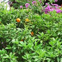 lemon tree with ripe fruits photo