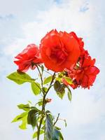 rosas y cielo azul con nubes en el fondo foto