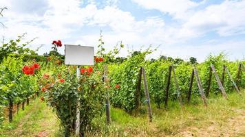 placa blanca y arbusto de rosas cerca del viñedo foto