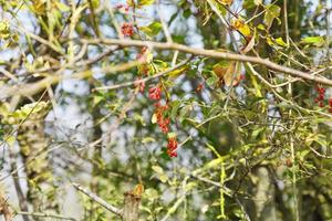 hawthorn bush with berries in autumn photo