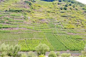 vineyard on green hills at riverbank of Moselle photo