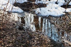 melting snow in forest photo