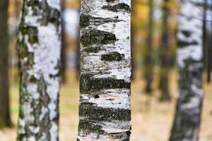 Three trunks of birches photo
