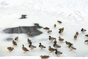 flock of ducks near glade in frozen river photo