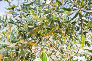 green olive tree with olive photo