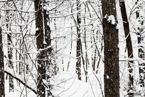 pine tree trunks in snowy forest in overcast day photo