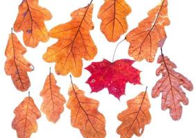 red dried autumn maple leaf surrounded by oak leaves photo