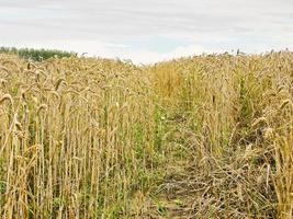 ears of ripe wheat on field in Normandy photo