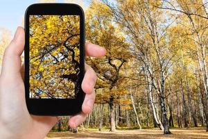 picture of yellow oak branches in autumn forest photo