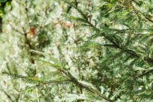 green spruce tree branches in forest photo