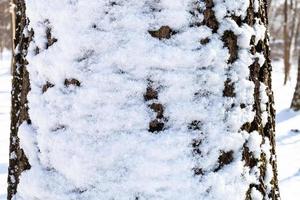 snow-covered oak trunk close-up in forest photo