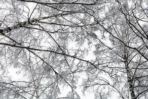 bottom view of snow-covered birch trees in forest photo