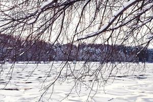 bosque de invierno en la playa del río congelado foto