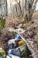escénico con arroyo en bosque de montaña en primavera foto