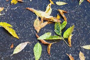 leaf litter in puddle from melting first snow photo