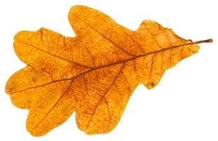 yellow autumn leaf of oak tree isolated photo