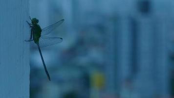 Dragonfly in the focus photo