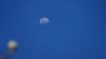 Moon and a flower photo