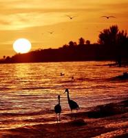 Birds watching the sunrise photo