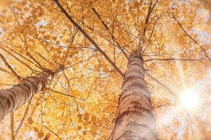 Bottom up view of autumn birches. Sunbeams through autumn leaves. photo