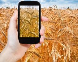 tourist taking photo of golden wheat field