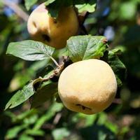 ripe yellow quince on tree photo