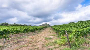 clouds over green vineyard in Etna region photo