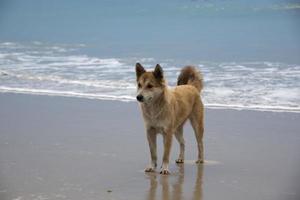 un perro parado en la playa foto