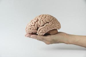 modelo de cerebro humano artificial y mano foto