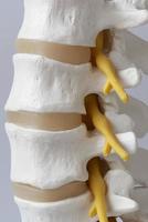 Close-up view of lumabar spine model photo