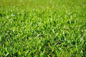 Background pattern of green grasses photo