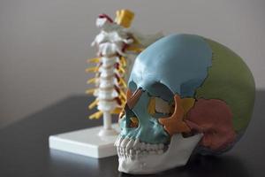 Skull and spine model on the table photo