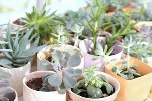 various potted succulents on a windowsill, collection of different succulent plants in a room. drought-resistant plants, easy to care home flowers. Scandinavian hipster home decoration photo