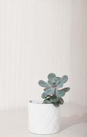 echeveria pink frills in a white pot, vertical size. copy space. scandinavian home deroc, simple plants for house decoration. photo