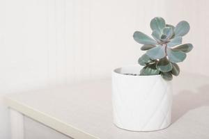 echeveria pink frills in a white pot. copy space. scandinavian home deroc, simple plants for house decoration. photo