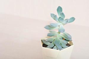 echeveria plant in a pot on a table. copy space. home succulents, hipster decor. photo