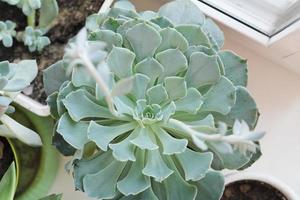 large echeveria plant in a pot, succulent flower for house decor. easy to care home plants. photo