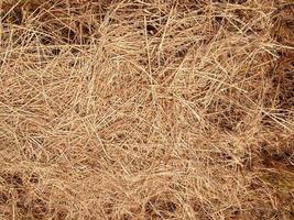 Hay dry texture with close up image use for background image photo